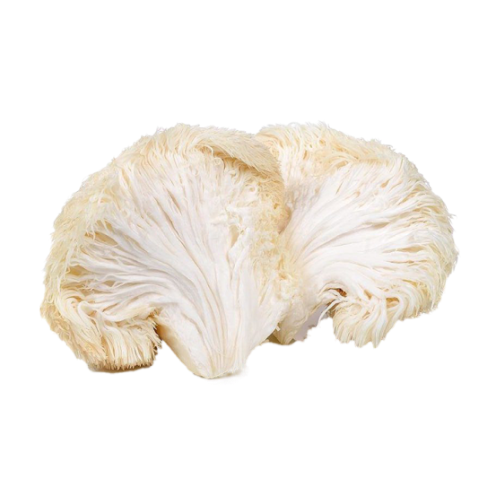 Mushroom Lion's Mane