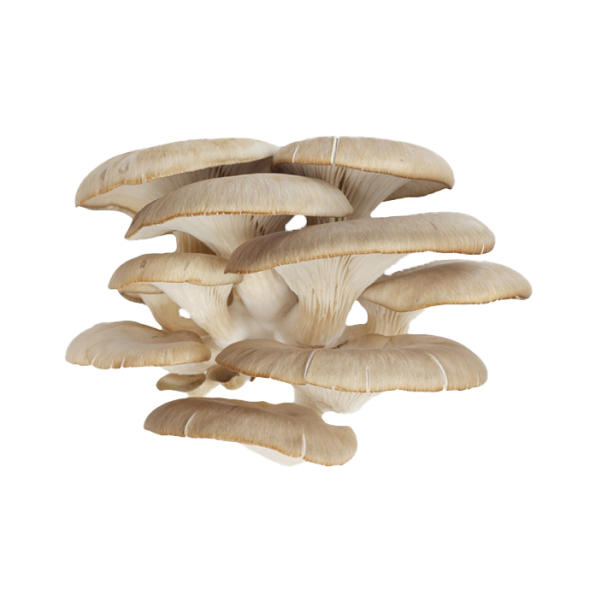 Mushroom Oyster