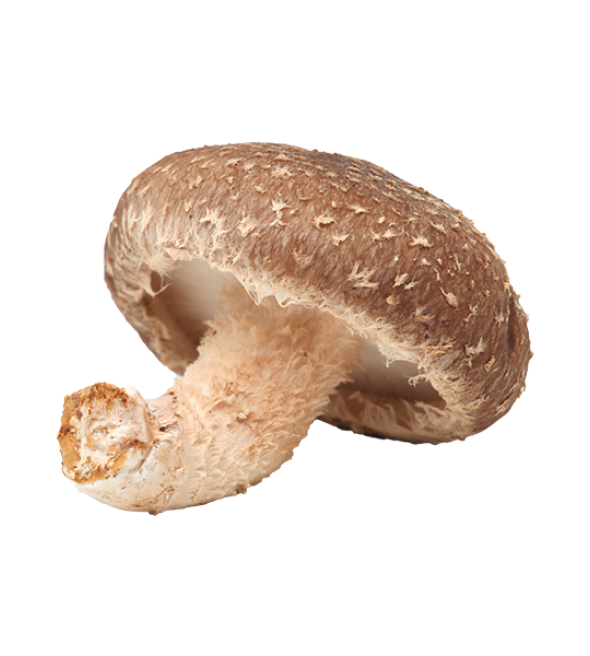Mushroom Shiitake